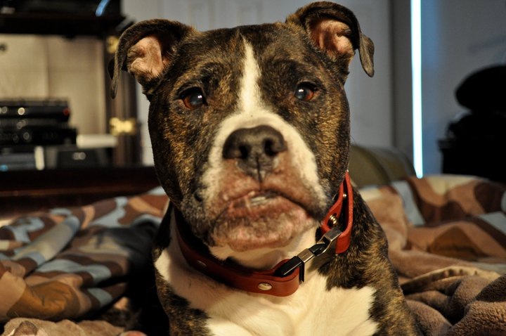 Back in the Pack — dog trainer in Reston, VA