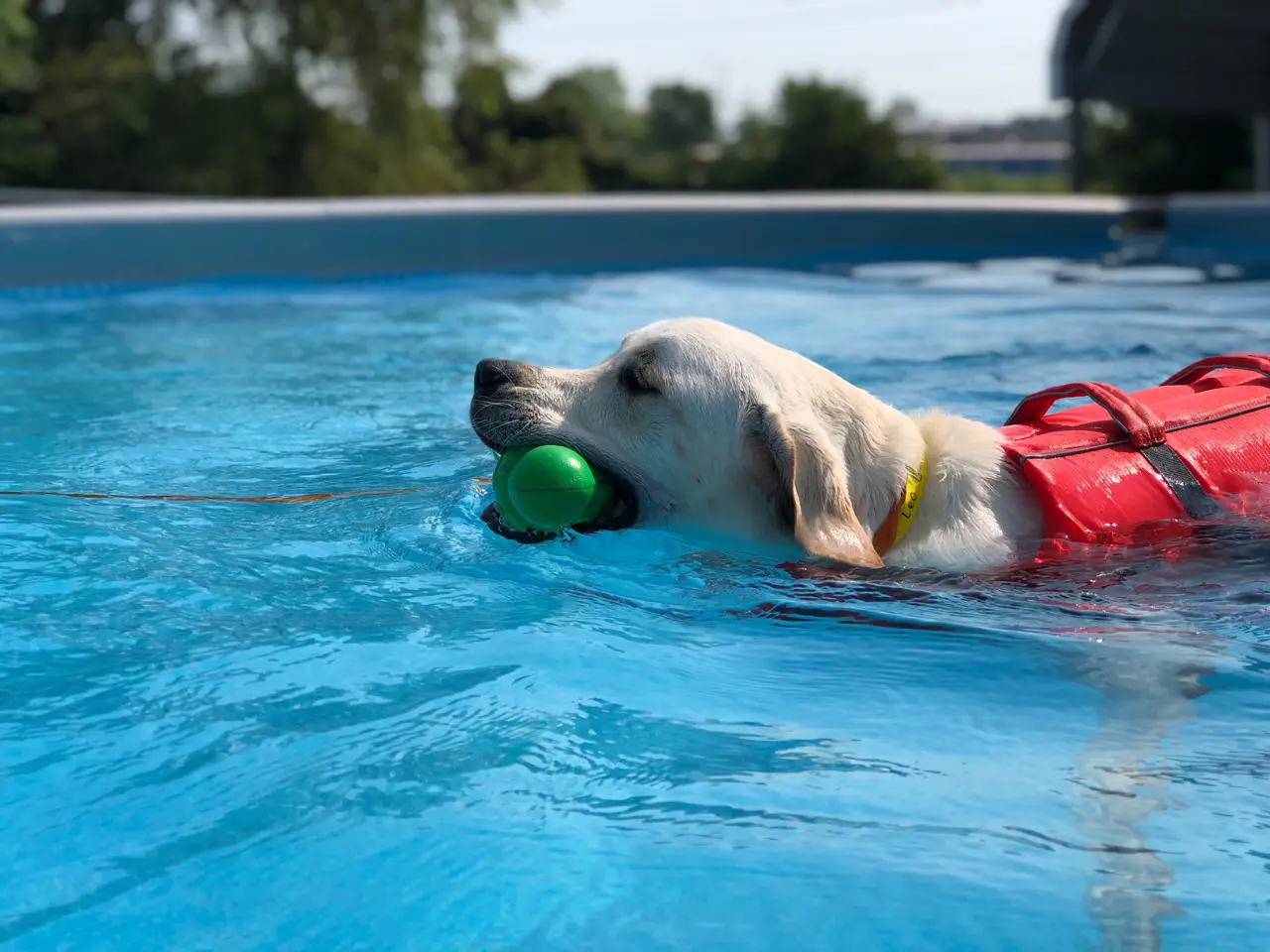 Westinn Kennels – Everything Under One Woof