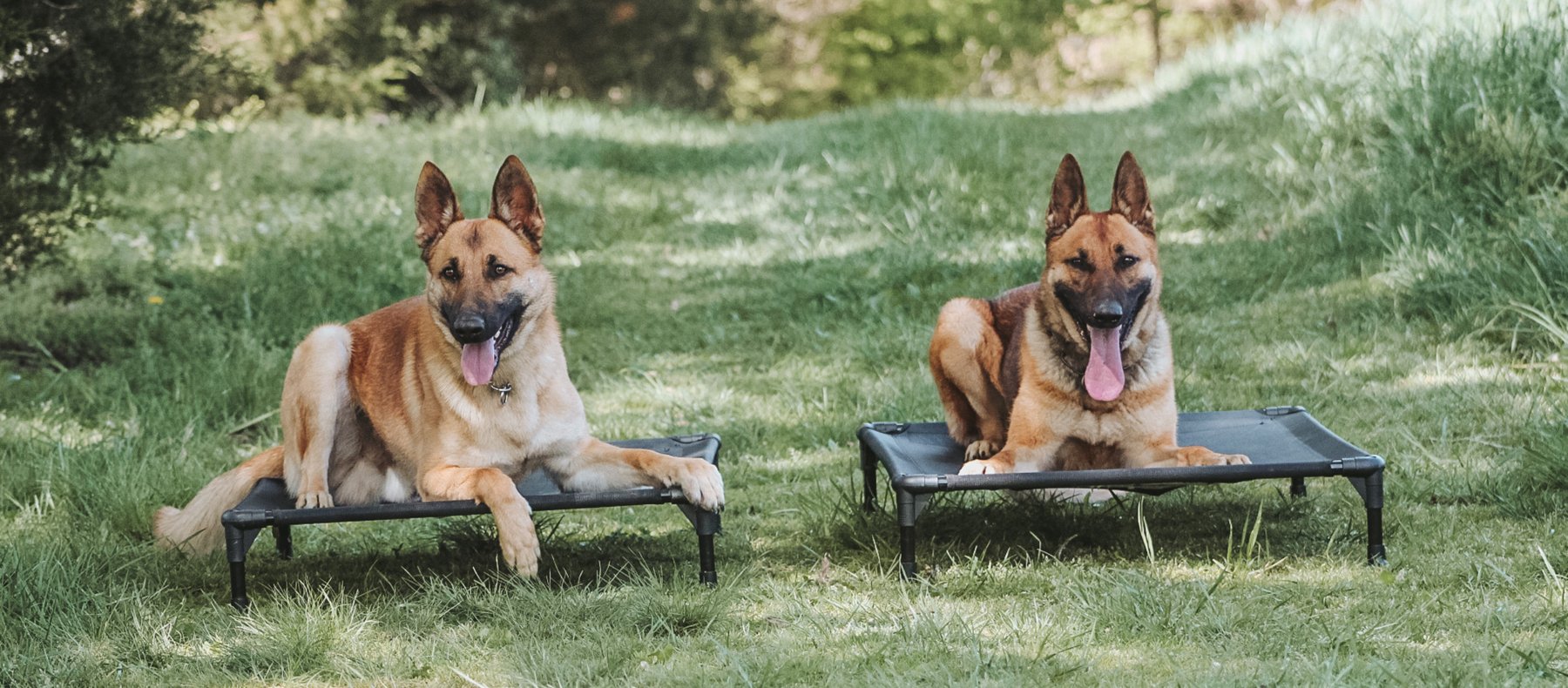 Backyard Canine Academy