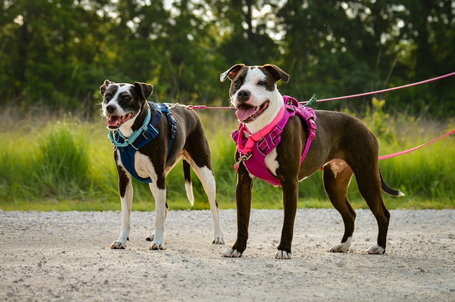 Better Way Dogs — dog trainer in Kansas City, MO