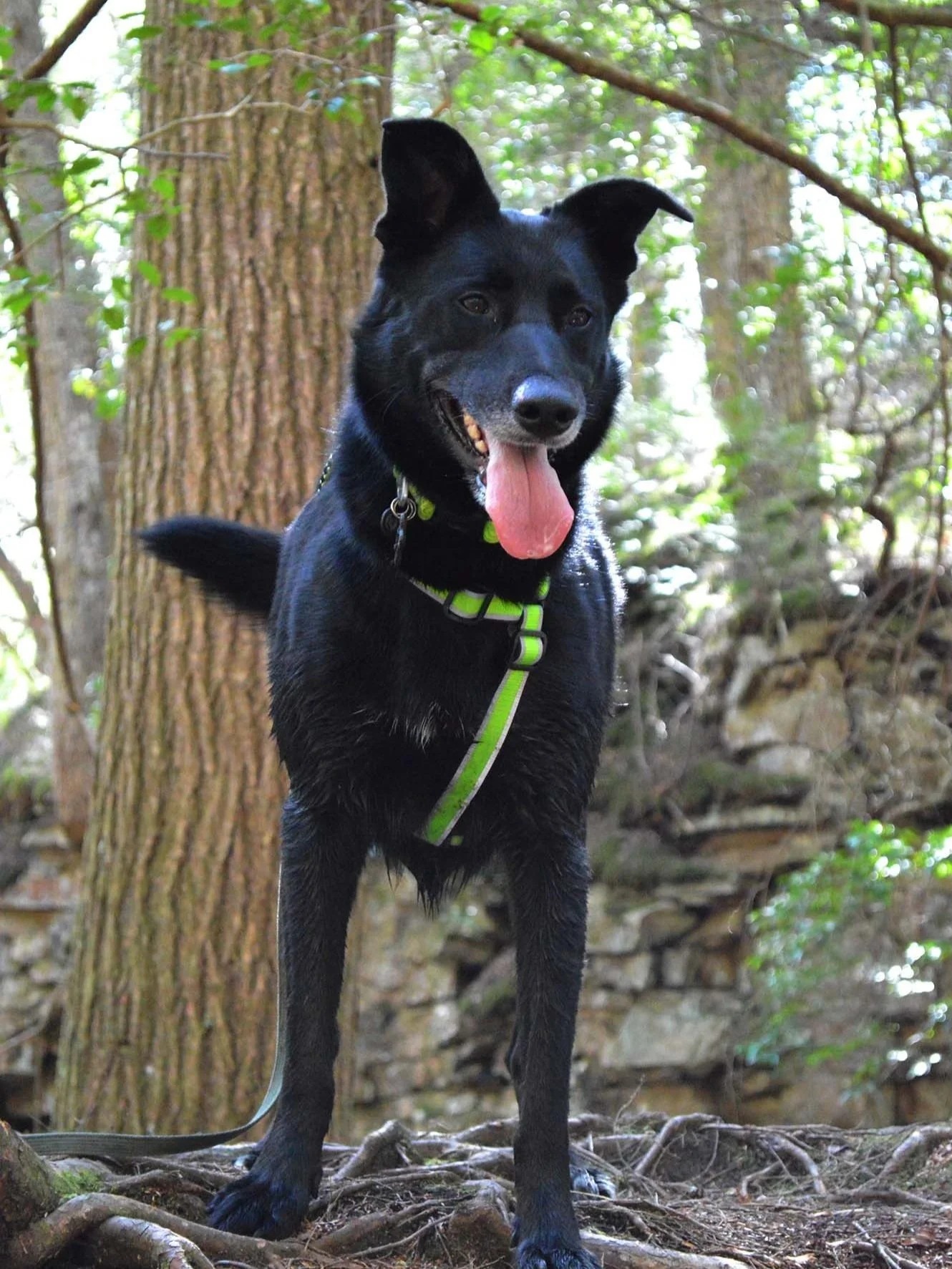 Koster K9