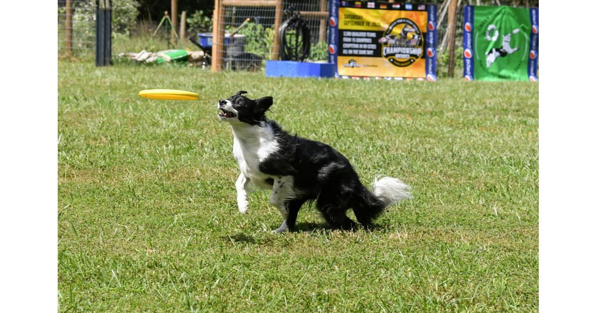 Rebel Dog Academy