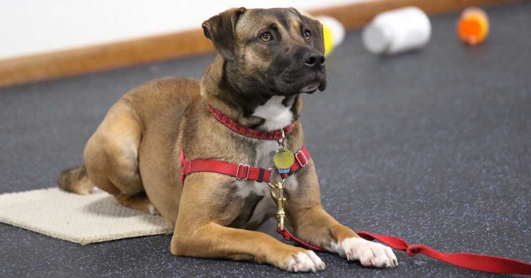 Manitowoc County Kennel Club — dog trainer in Manitowoc, WI