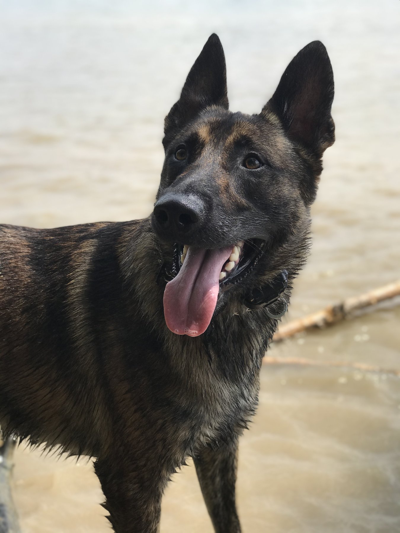 Canine Communication, LLC