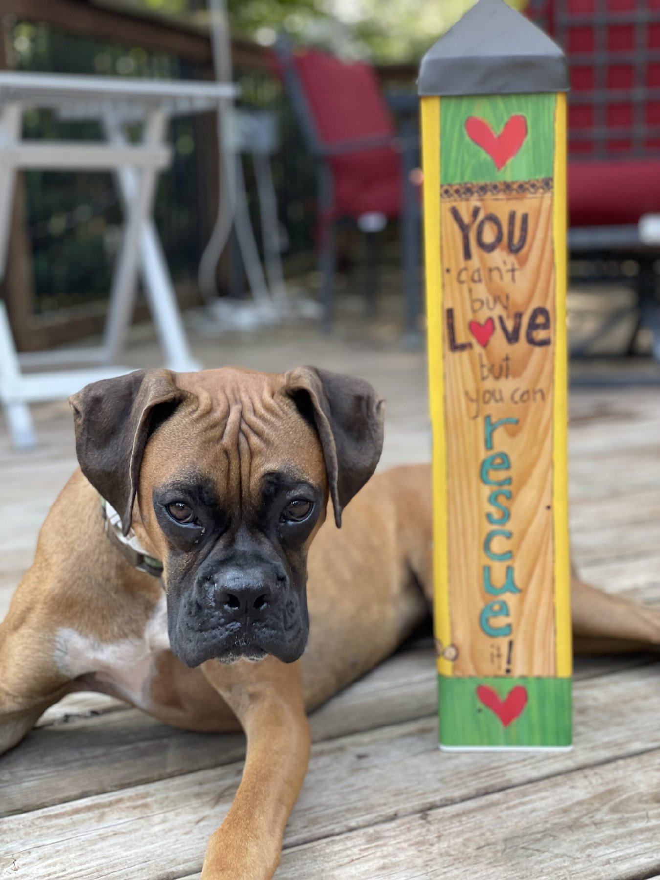 The Perfect Pooch Training — dog trainer in Flint, MI