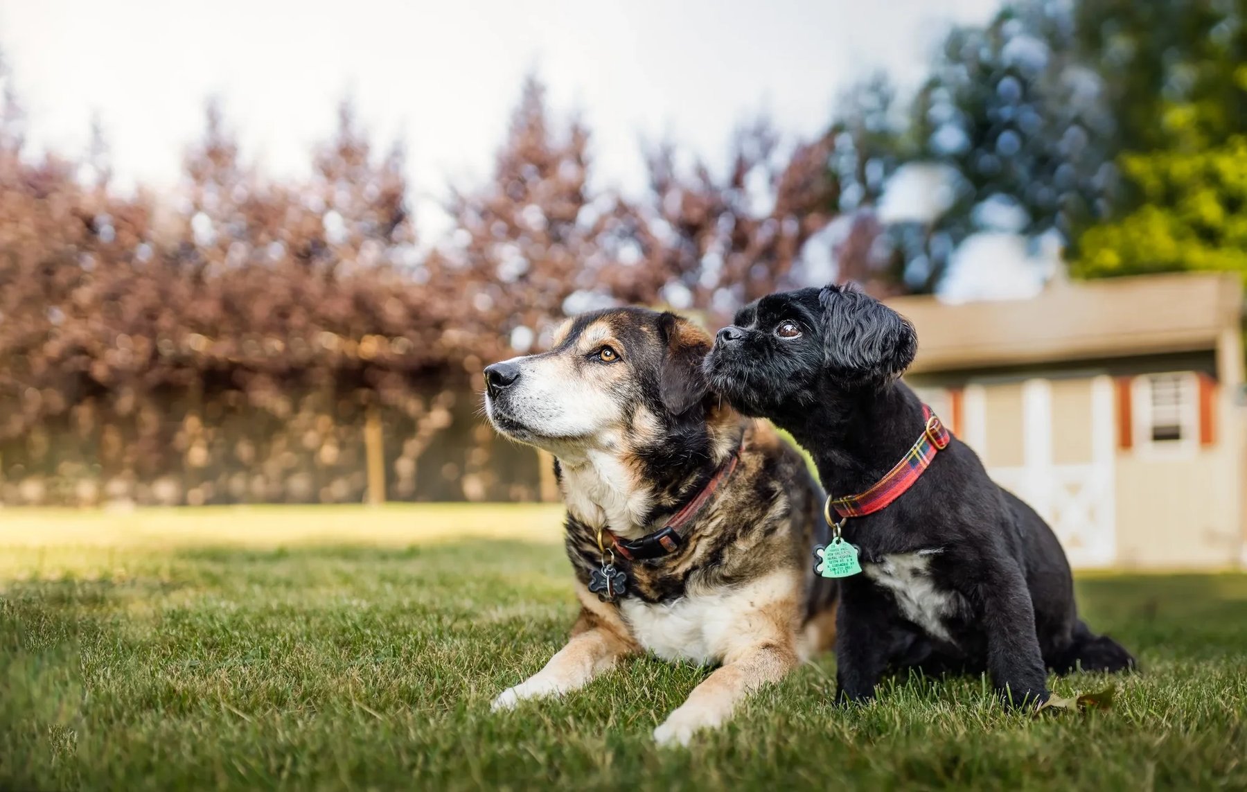 Game of Bones Dog Training & Pet Sitting