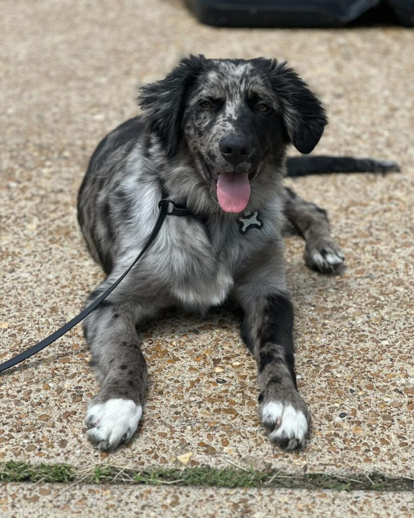 Coexist Dog Training & Services