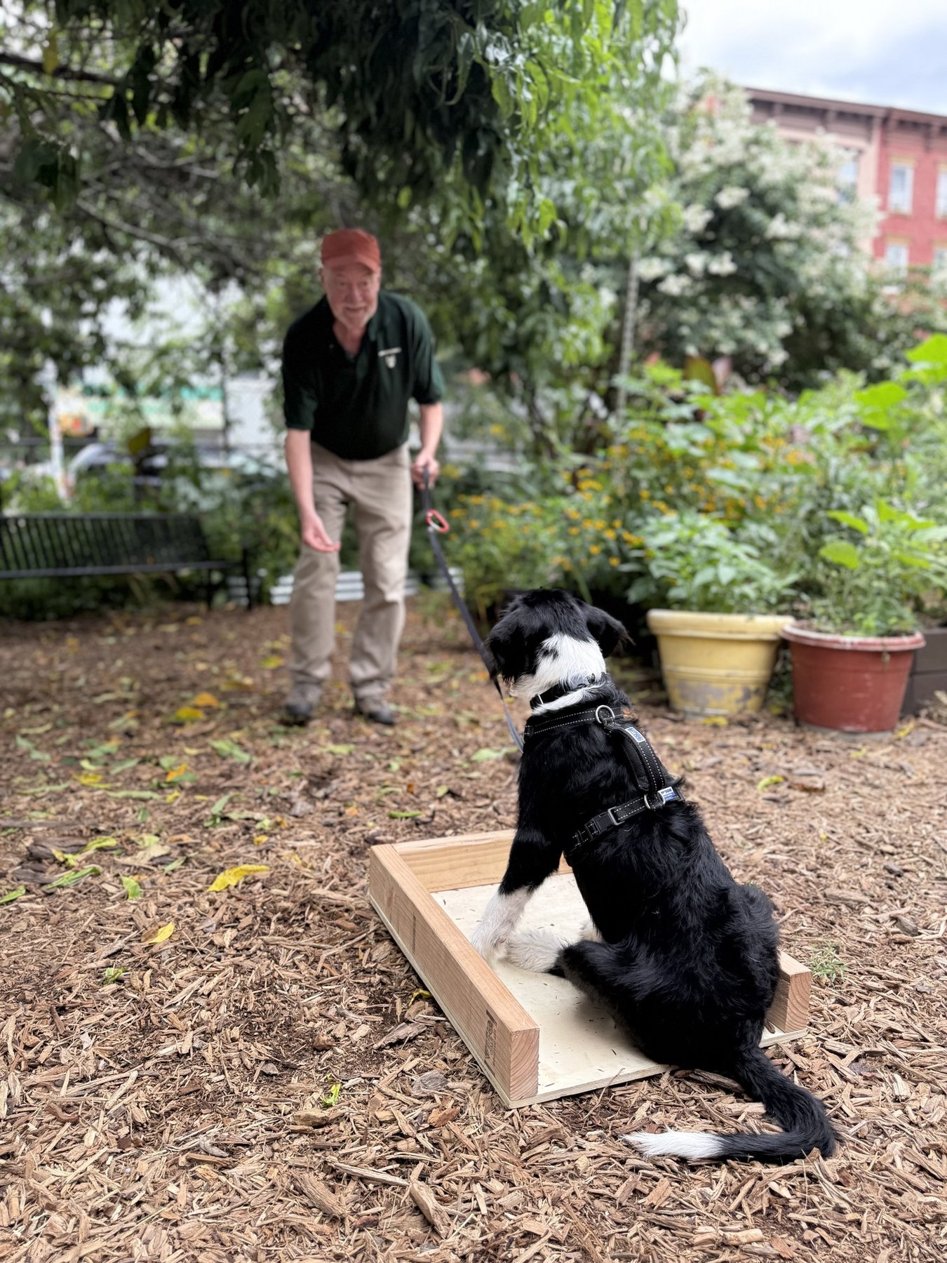 Metro Dog Training