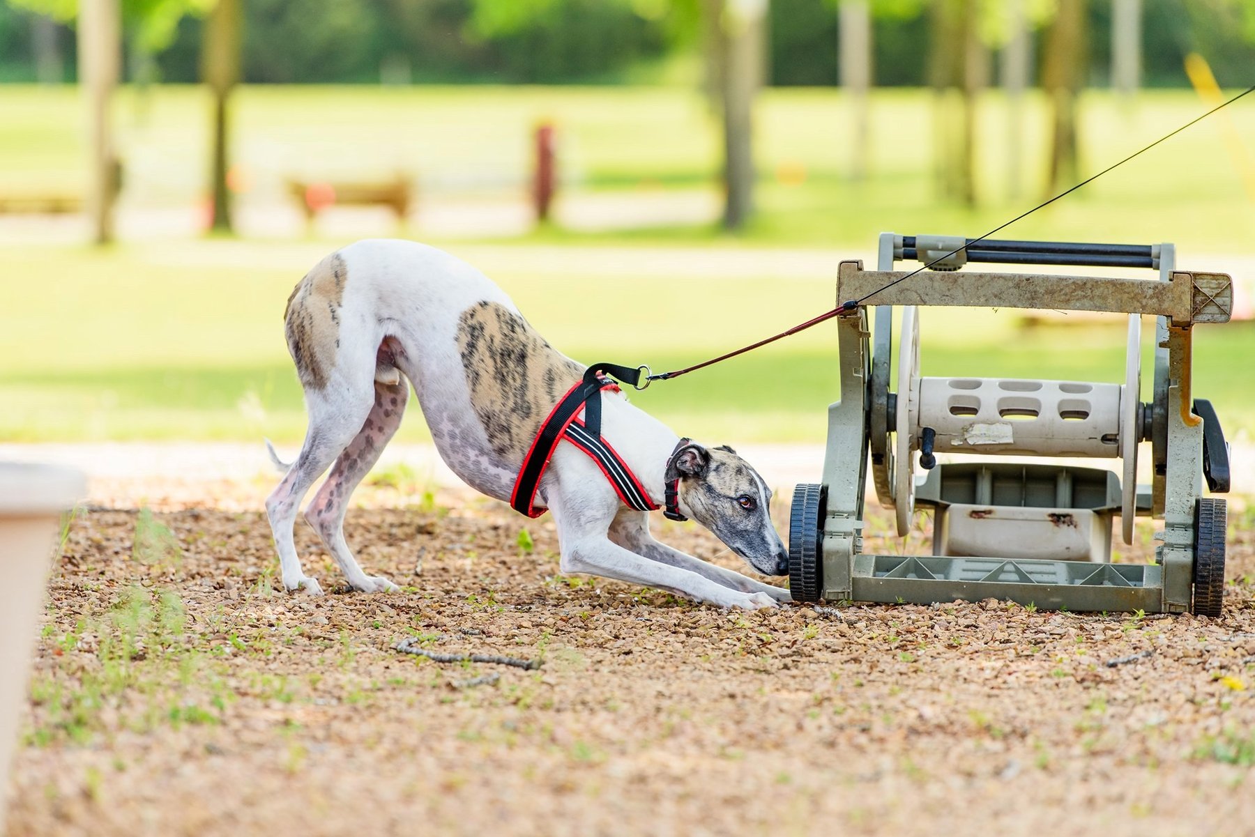 St Paul Dog Training Club