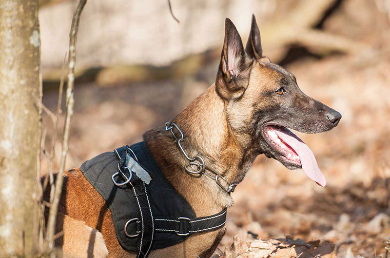 Cedar Creek Kennels LLC