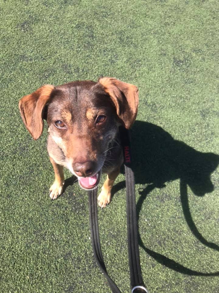 Mighty Mutt Dog Walking and Dog Training