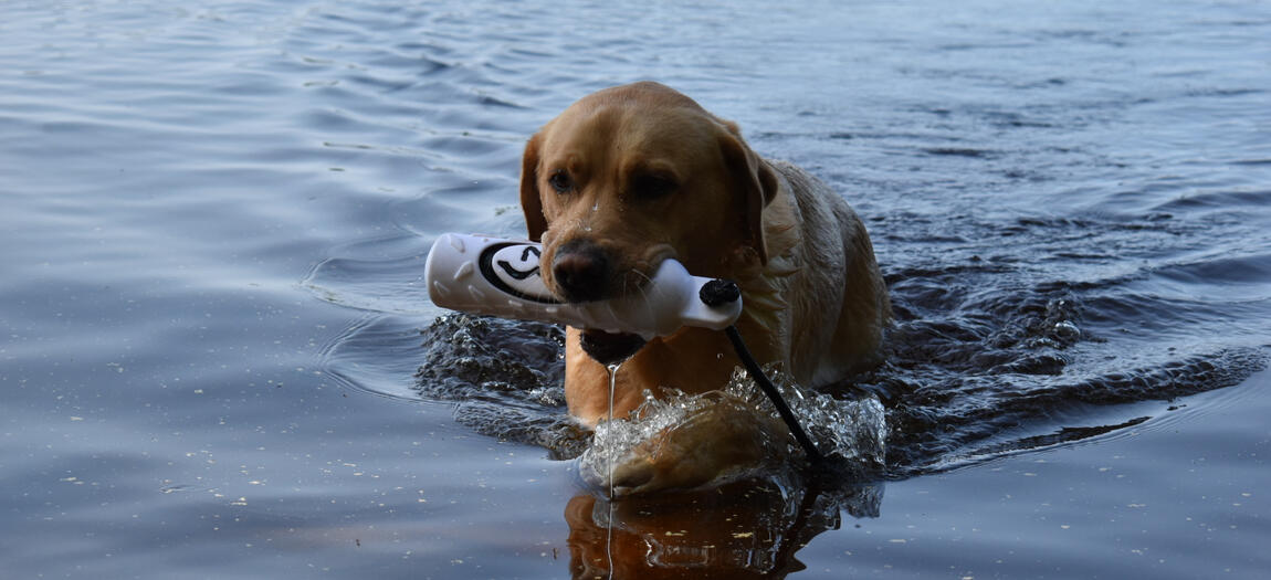 Dynamic Dog Training & Retreat