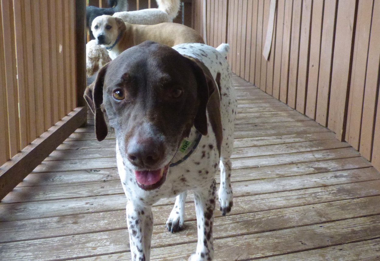 PRIVATE Cahaba Beach Dog Park