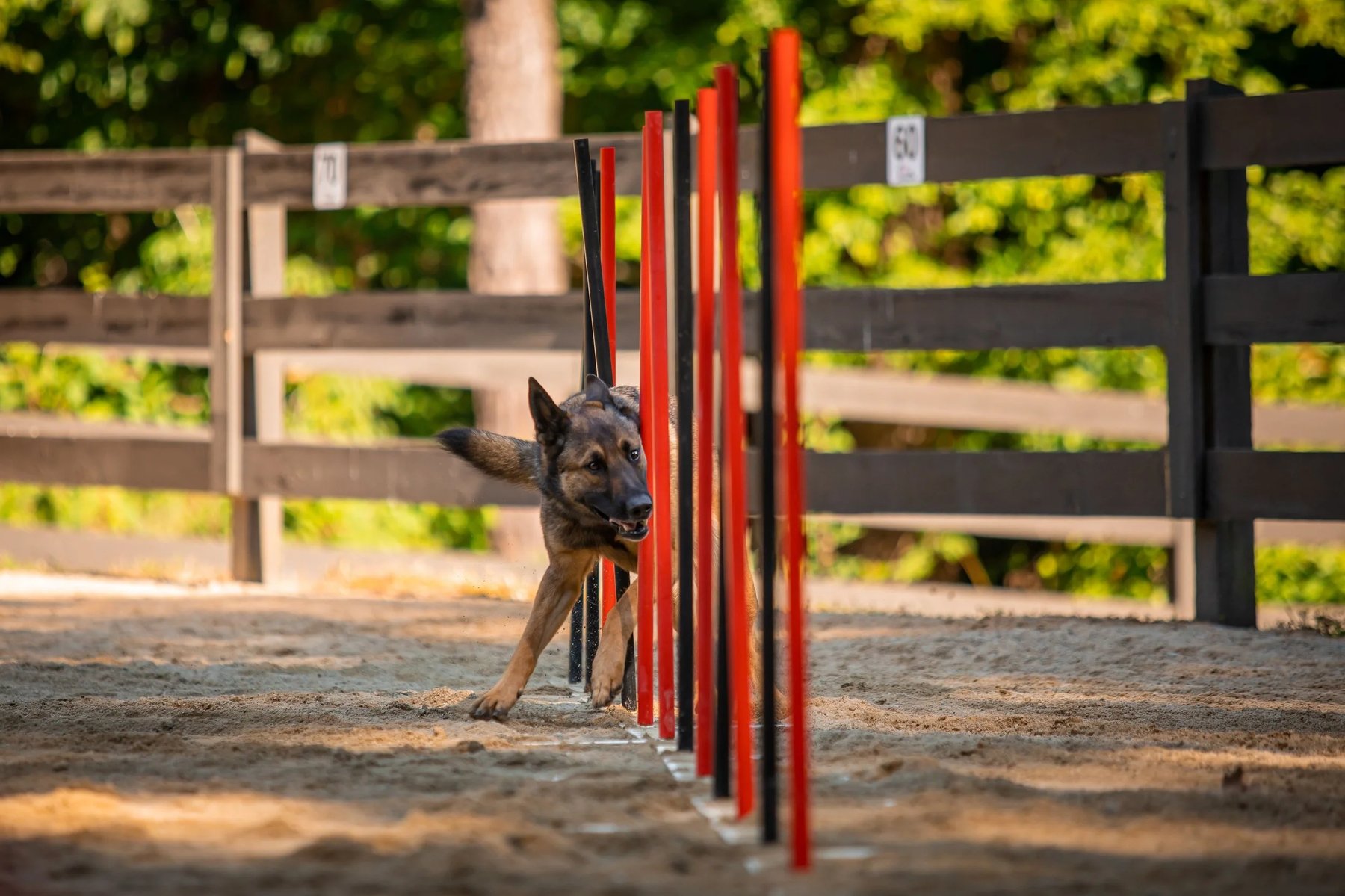 Paws Pack Dog Training & Sports LLC