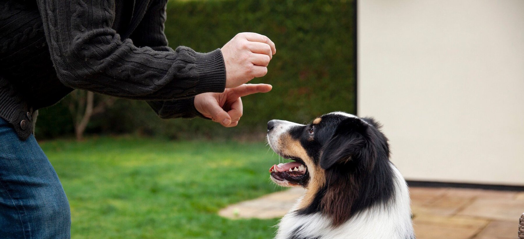 TOLO – Puppy Training