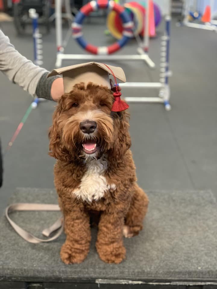 Jackie’s Basics and Beyond Dog Training