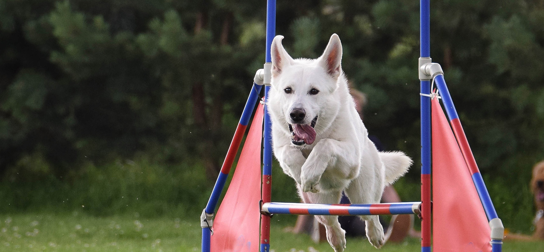 Spirit Ranch Dog Training, Inc