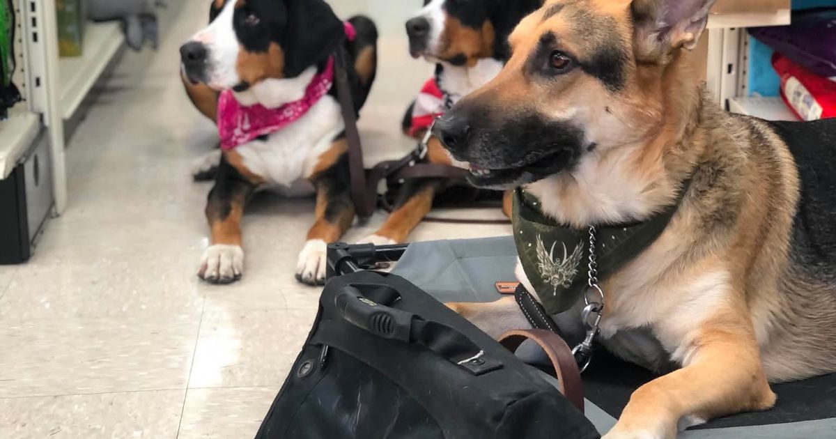 Praising Kane Dog Training LLC