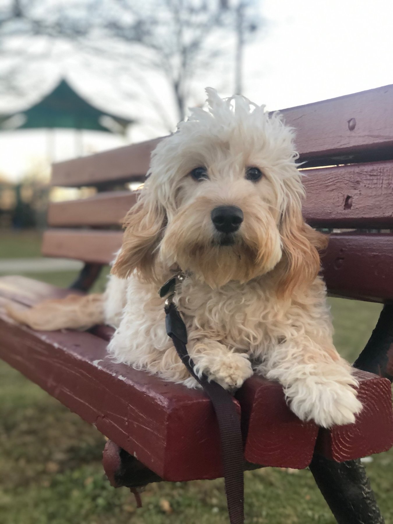 K9University — dog trainer in Islip & Central Suffolk, NY