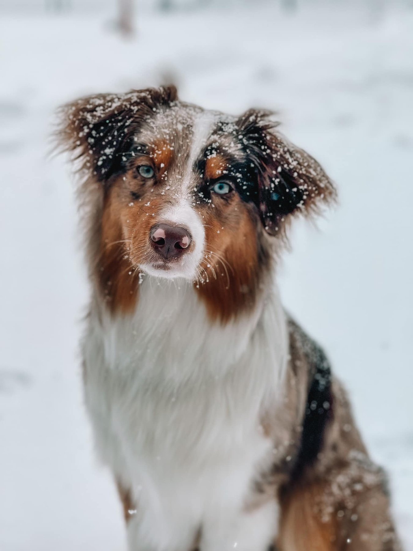 Sit for Pets Dog Training — dog trainer in Kalamazoo, MI
