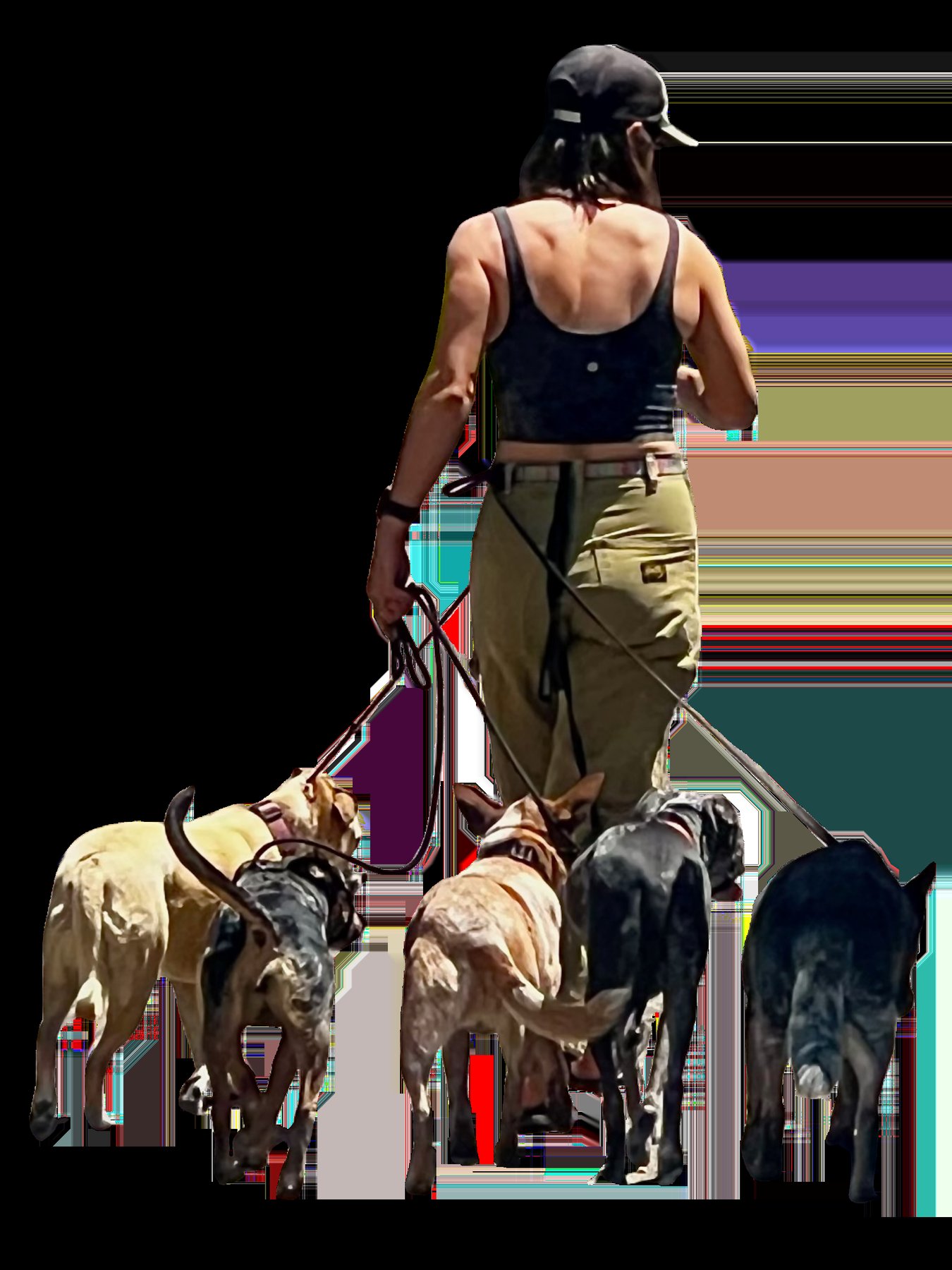 Lazy Acres Dog Training — dog trainer in Boulder, CO