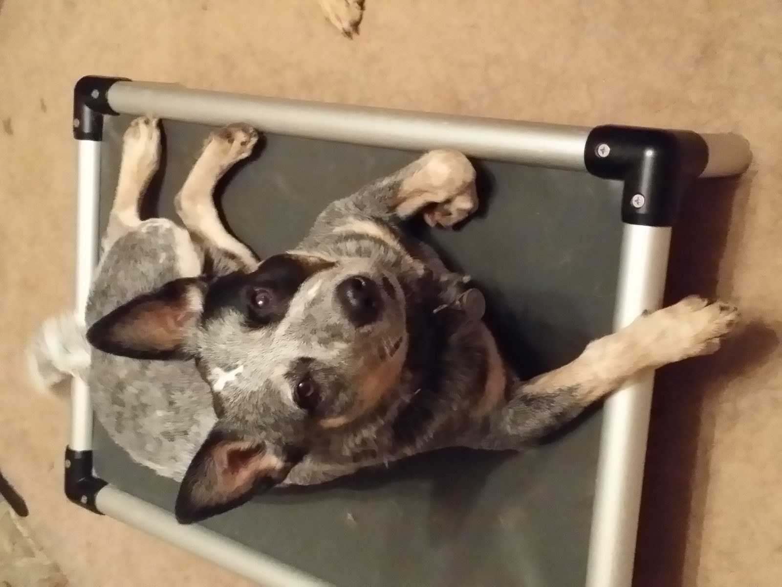 Smoky Creek Dog Training