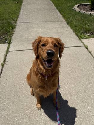 Reactive Dog Training Co.