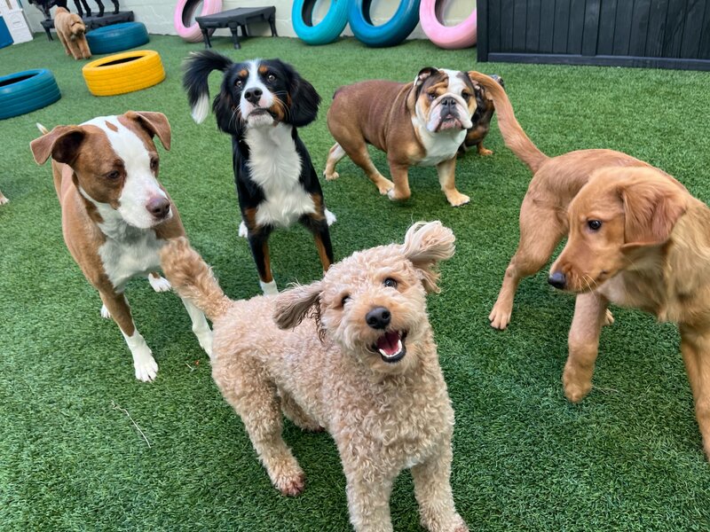 Top Dogs Club