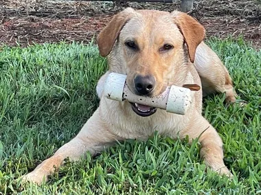 Crown Jewel K9