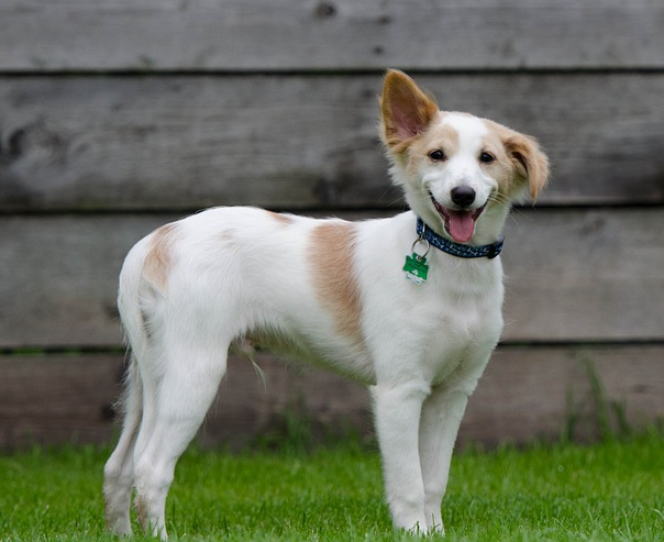 Northfield Kennels