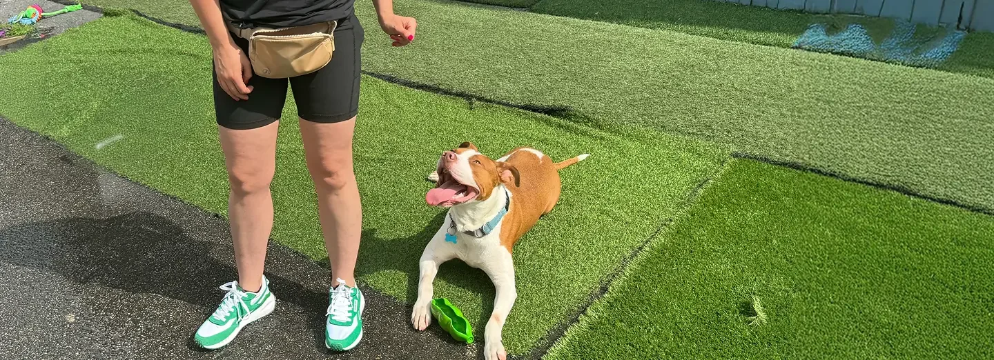 Hailey Mott – Private Dog Training