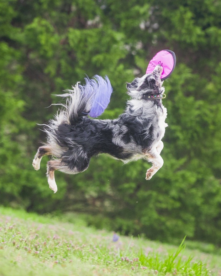 Imagine Canine Academy