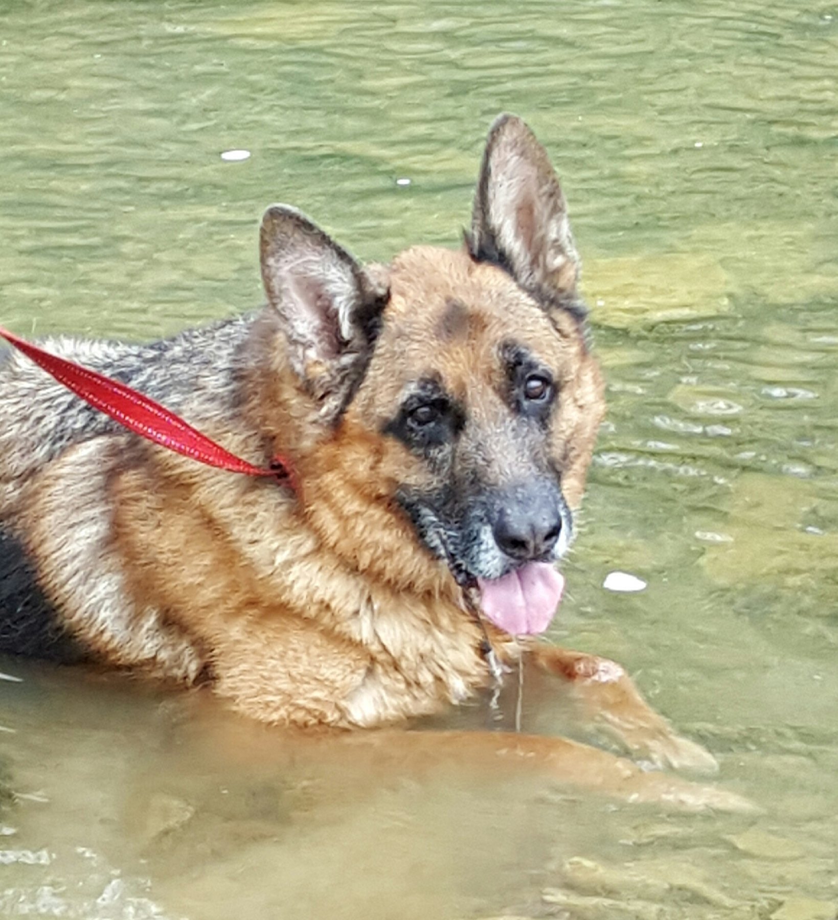 Valkyrie K-9 Training