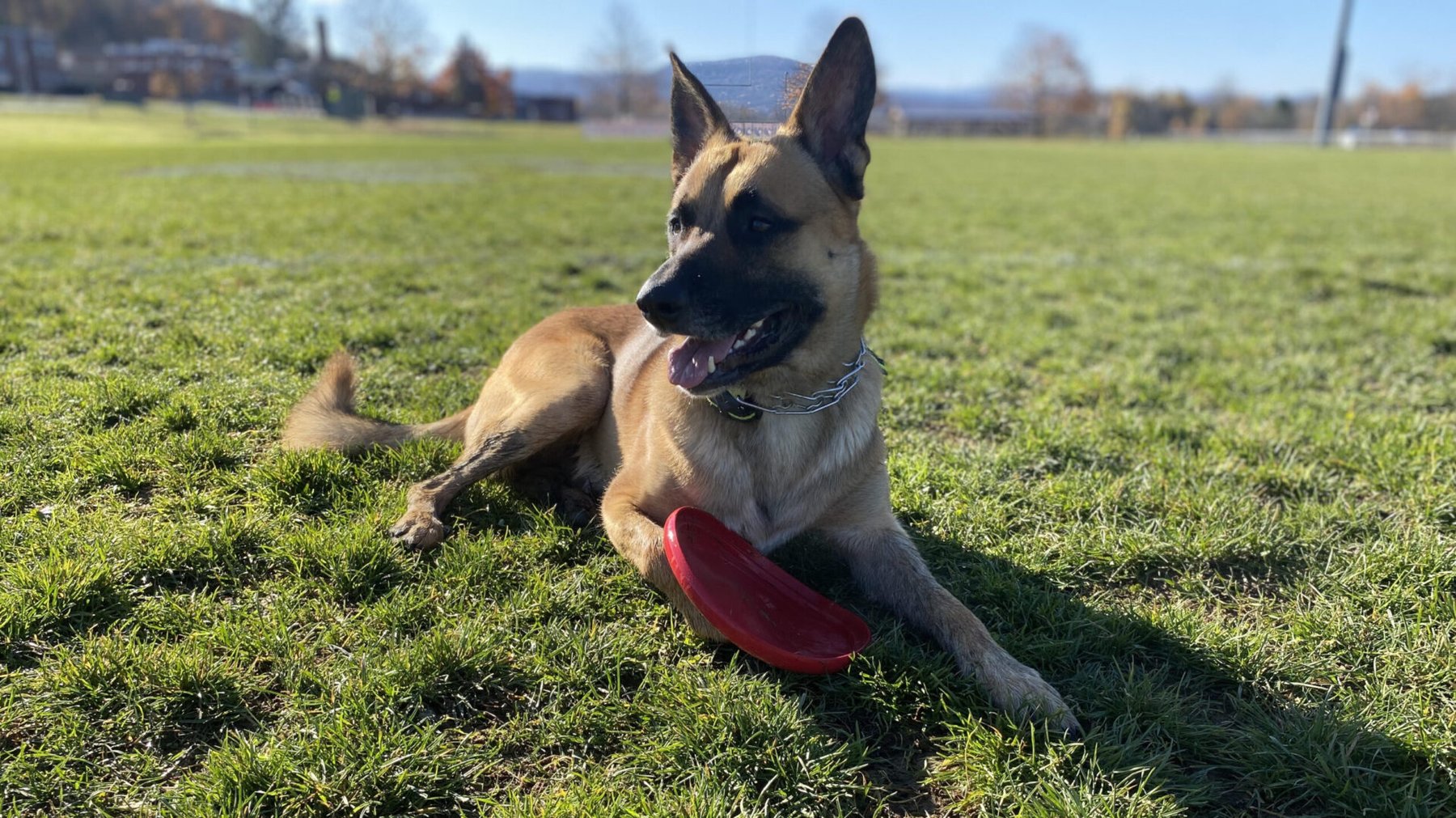 Shaylah’s Canine Commands, LLC