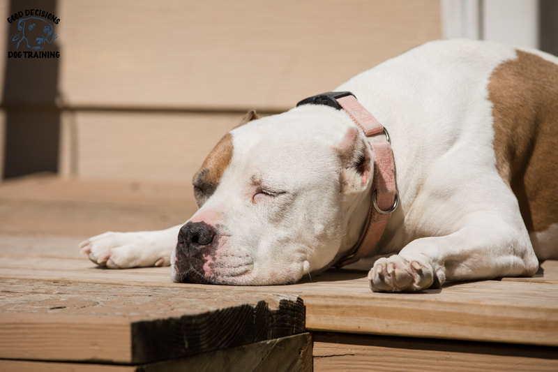 Good Decisions Dog Training LLC