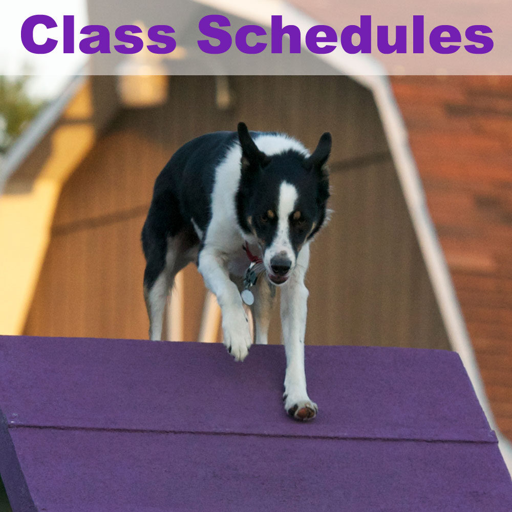 Blitzen Canine Academy Inc