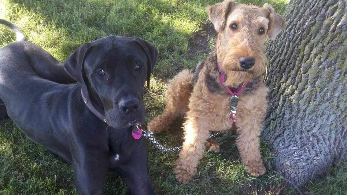 Sara’s Playful Pals Kennel & Training LLC