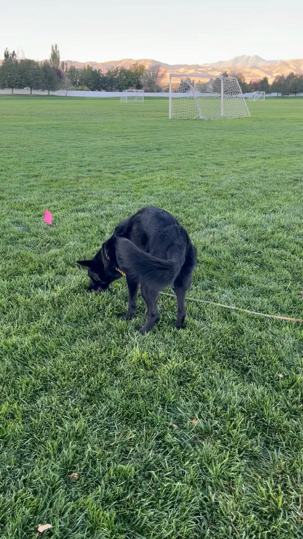 Cognitive K9 Dog Training
