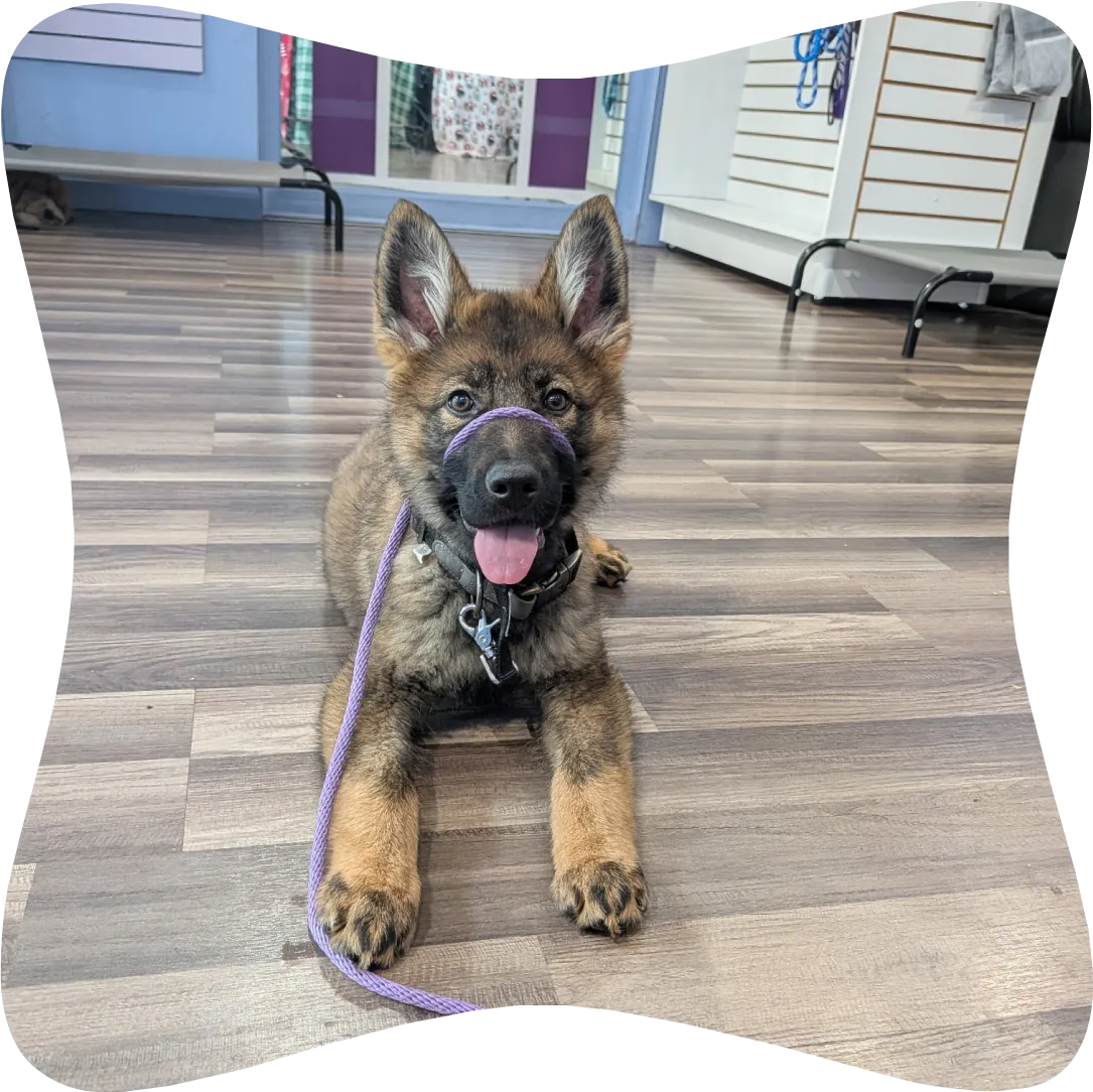 Ruff Pup Dog Training, Grooming and Retail