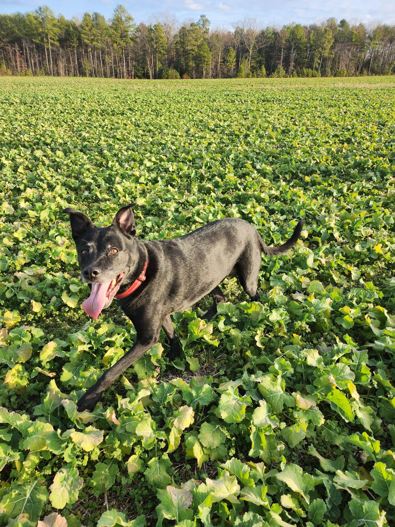 Every Day Dogs Training