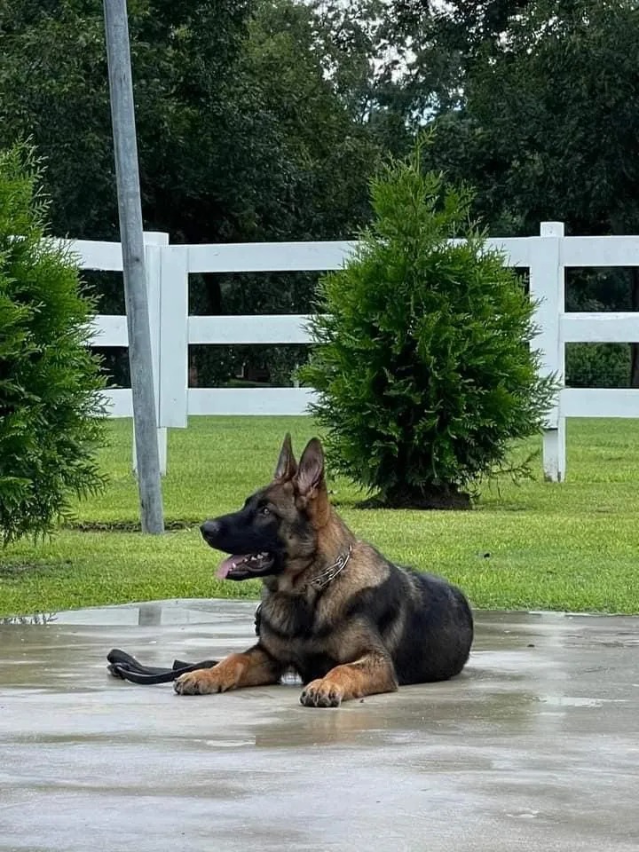 Oakdale German Shepherds