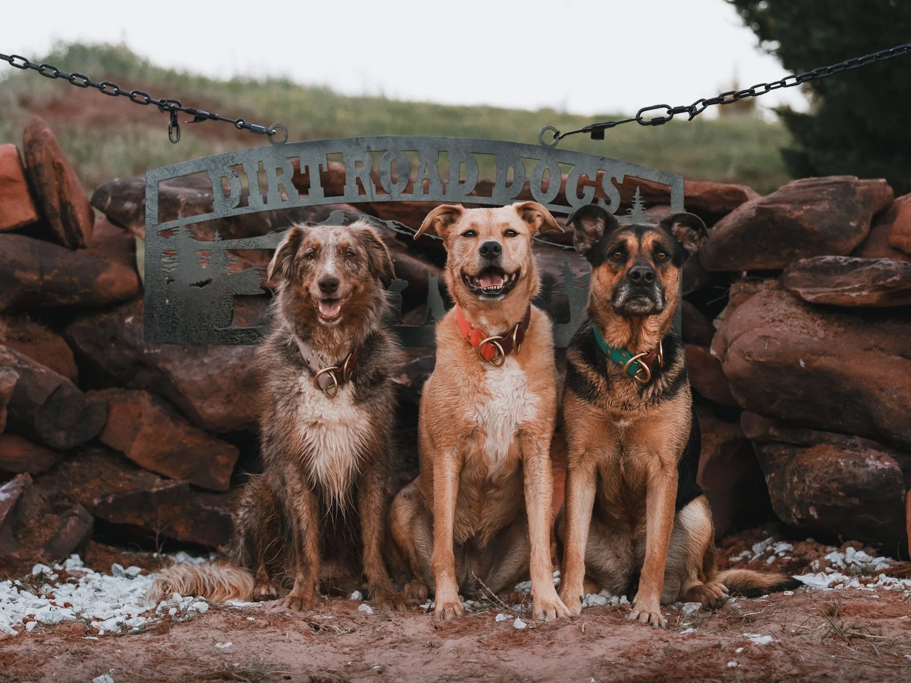 Dirt Road Dogs Boarding & Daycare — dog trainer in Oklahoma City, OK
