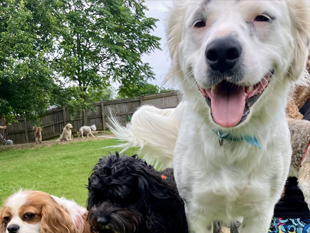 Chasing Tails Pet Farm