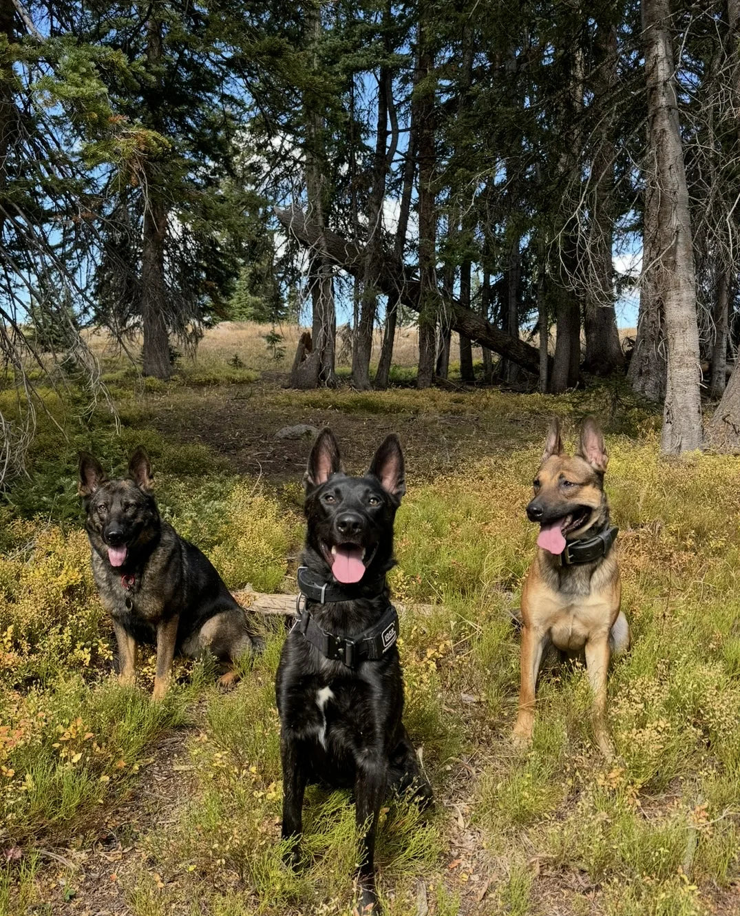 Top Paw K9 Academy