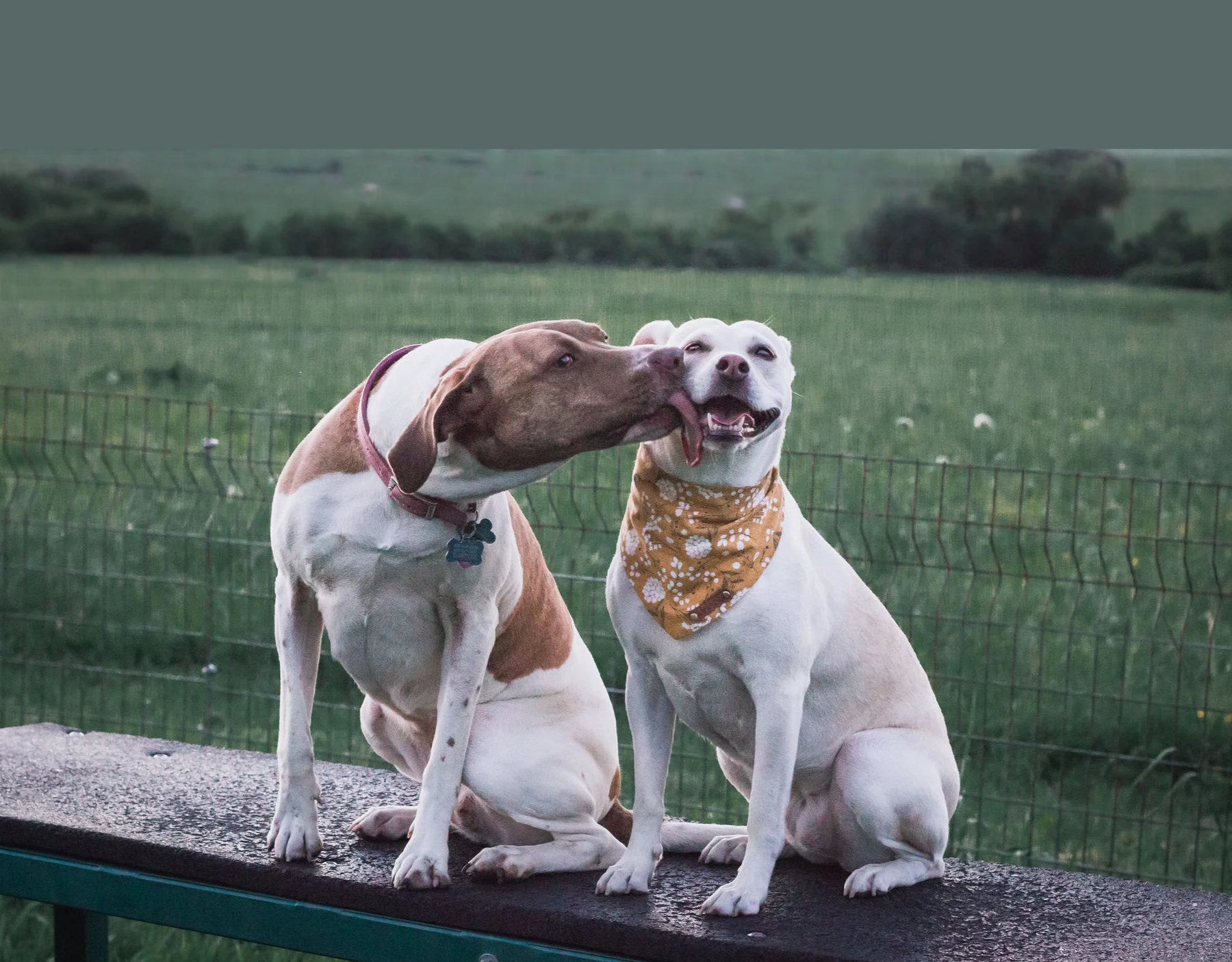 Teacher’s Pet Training Academy
