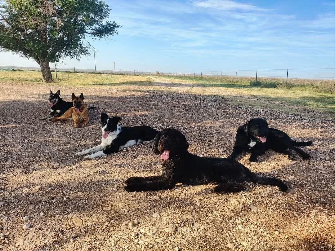 Patiently Pawlished Boarding&Training