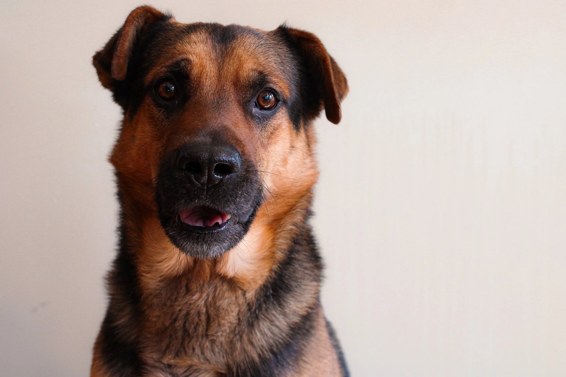Creating Companions Dog Training
