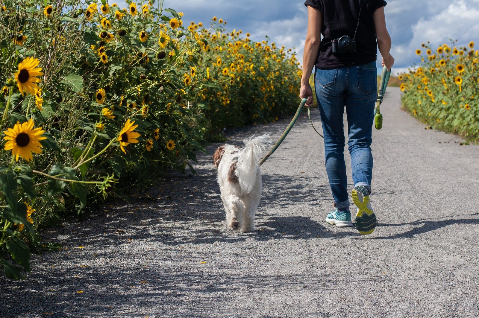 Living Life Holistic Dog Training
