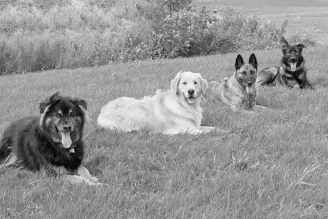 Five Lakes Dog Training