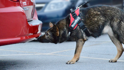 Foothills Canine Academy